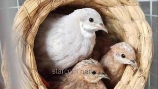 网上买芦丁鸡作宠物却遇困扰？DIY木工解决方案与和谐共处指南